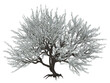 © Andre B. - Kirschblüten Baum, Baum, Blüten, Frühling, weiss, png