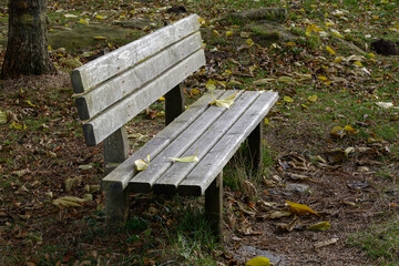 Wall Mural - old bench of dry planks of wood in a public park seen diagonally, from the side, grass, with freshly fallen leaves resting calmly on it. Nostalgia, tranquility, freshness, tranquility,