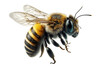 a stunning bee is flying, isolated on transparent background, macro, incredible pollinator, generative AI