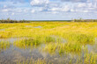 Praries of the Everglades