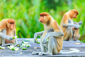 Wall Mural - proboscis monkey or nasalis larvatus