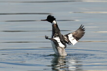 Red Breasted Merganser In A Sea