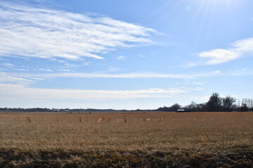 Canvas Print - Field