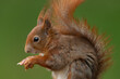 Eurasian red squirrel sitting on a branch