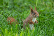 Eurasian red squirrel in a meadow