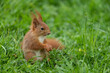 Eurasian red squirrel in a meadow