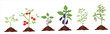 Growth stages of aubergine, tomato and green pepper plant. Aubergine, tomato and green pepper  vector illustration