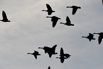 Canvas Print - Flock of Geese