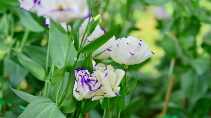 Canvas Print - White and blue Lisianthus flowers in the garden at Chiang Mai Province.