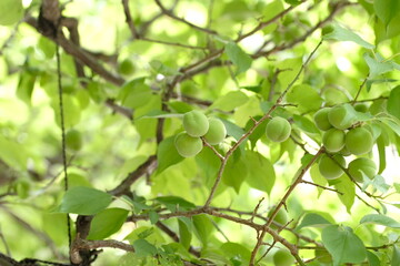 Wall Mural - Japanese apricot and green leaves