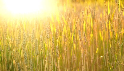 Sticker - Close up of wheat ears, field of wheat in a summer day. Harvesting period