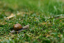 Garden Snail Crawls On The Green Grass In Summer