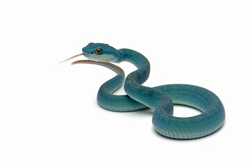 Wall Mural - Blue viper snake on white background