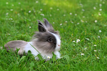 Grey And White Angora Rabbit Relaxes  In Green Spring Grass. Free Copy Space