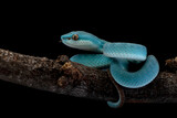 Fototapeta Zwierzęta - Blue viper snake on branch, Baby viper snake closeup on isolated background