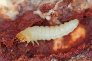 Wall Mural - The larva of a beetle of the goat family, Cerambycidae, Rhagium under the bark of a tree.