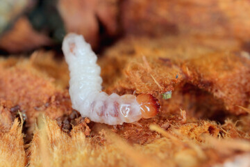 Wall Mural - Melandryidae larva (Orchesia micans or luteipalpis) inside the fruiting body of an arboreal fungus.