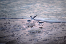 Sanderlings Walking On A Beach At The North Sea In The Netherlands, Europe
