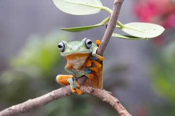 Wall Mural - Tree frog on branch, Gliding frog (Rhacophorus reinwardtii) sitting on branch, Javan tree frog on green leaf, Indonesian tree frog