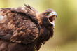 female White-tailed eagle (Haliaeetus albicilla) portrait in screams close up