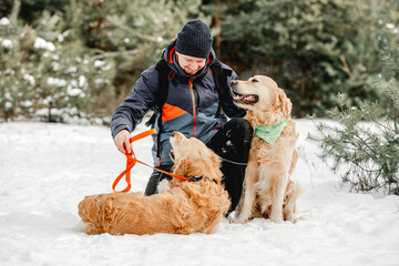 Wall Mural - Golden retriever dogs in winter time