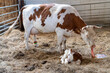 cow eating placenta after giving birth to calf