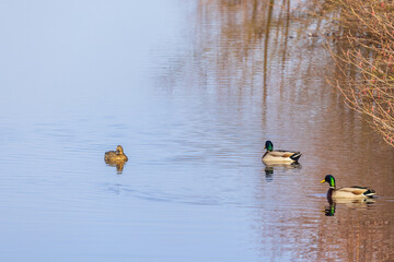 Canvas Print - Mallard ducks in a river