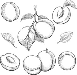 Wall Mural - Apricots retro sketch