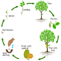 Wall Mural - A growth cycle of jackfruit tree on a white background.