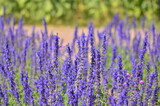 Fototapeta Lawenda - Close-up of Purple Lavender flower blooming scented fields. Bushes of lavender purple aromatic flowers at lavender fields. Sensitive focus