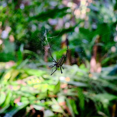 Charming yellow spider filled with webs