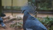 Victoria Crowned Pigeon|维多利亚凤冠鸠|Goura victoria