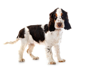 Wall Mural - English Cocker Spaniel