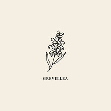 Line Art Grevillea Flower Illustration