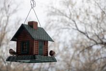 Red Headed House Finch Eating Bird Seed In Bird Houe Feeder Hanging From Home Roof During Snowy And Cloudy Morning