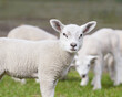 Young white lamb of Flemish sheep 