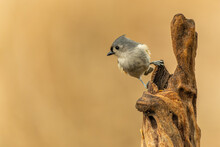 Tufted Titmouse Perched On Tree Stump