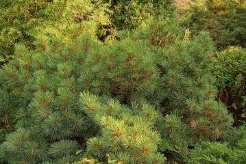 Wall Mural - green background from the decorative coniferous lops of tree in nature