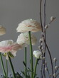 ranunculus, flowers, spring, beautiful, like