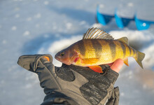 Yellow Perch Fish Held In Hand, Ice Fishing Winter Activity 