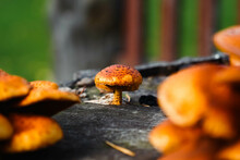 Orange Ringless Honey Mushrooms. Large Group Of Colorful Mushrooms Grown On A Stump Of A Log. Wonders Of Nature. Red And Orange Armillaria Tabescens. Edible Mushrooms.