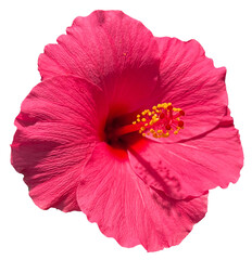 Wall Mural - PNG Hibiscus pink flower head transparent background