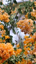 Vertical Video Of Orange Bougainvillea With Many Flowers And Black White Butterfly Flying By