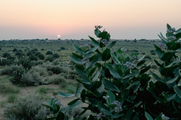 Wall Mural - Sun rising at the horizon of Thar desert, Rajasthan, India. Tourists from across India visits to watch desert sun rise. Akondo, Calotropis gigantea, the crown flower shrub has grown in desert.