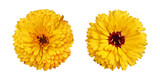 Yellow calendula flowers isolated on transparent background Yellow calendula flowers isolated on transparent background