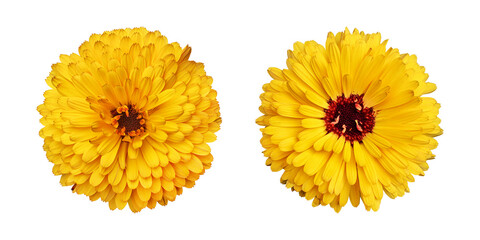 yellow calendula flowers isolated on transparent background