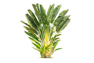 Wall Mural - traveller's palm tree isolated on white background, banana tree planted into ornamental trees in the