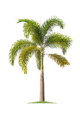 Wall Mural - isolated big palm tree on white background.large palm trees database botanical garden organization e
