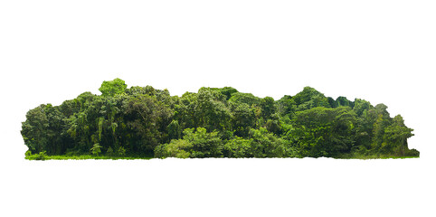 group green tree isolate on white background. Cutout tree line. Row of green trees and shrubs in summer isolated on white background. ForestScene. High quality clipping mask. Forest and green foliage.