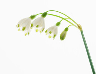 Wall Mural - snowdrop flowers on the white